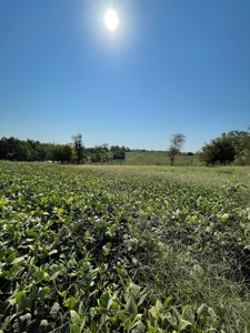 Sold!! Tract 3 Pyatt Buchanan County Missouri Land Auction - image 18