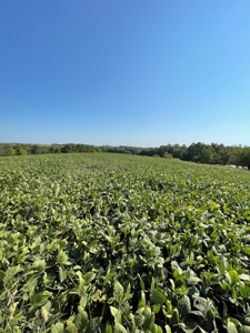 Sold!! Tract 3 Pyatt Buchanan County Missouri Land Auction - image 16