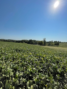 Sold!! Tract 3 Pyatt Buchanan County Missouri Land Auction - image 17