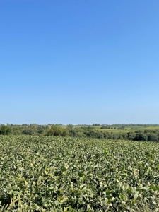 Sold!! Tract 3 Pyatt Buchanan County Missouri Land Auction - image 5