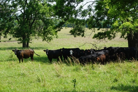 124 Ac+/- Osage County Grassland Ranch, No Res Auction - image 8