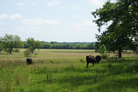 124 Ac+/- Osage County Grassland Ranch, No Res Auction - image 6