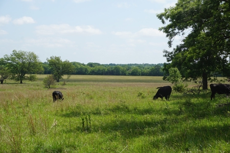 124 Ac+/- Osage County Grassland Ranch, No Res Auction - image 7