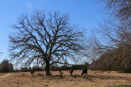 Land For Sale Texas Fannin Co Acreage Investment Recreation - image 35