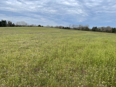 Warren County Kentucky Farm For Sale At Auction - image 7