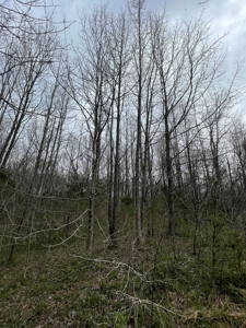 Warren County Kentucky Farm For Sale At Auction - image 18