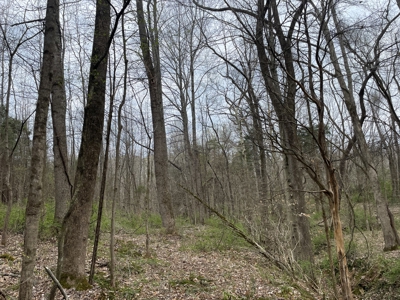 Warren County Kentucky Farm For Sale At Auction - image 27