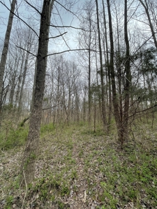 Warren County Kentucky Farm For Sale At Auction - image 19