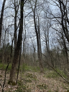 Warren County Kentucky Farm For Sale At Auction - image 28
