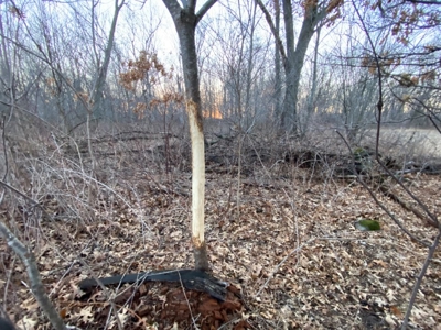 320 Acre Columbia County Farm Live Auction April 29th 2022 1 - image 10
