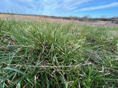 Tract 1 - 54 +/- Acres of pasture ground near Stockton Lake - image 5