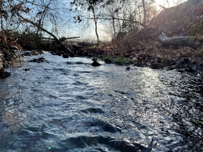 Tract 3 - 48 +/- Acre Recreational Ground near Stockton Lake - image 6