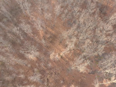 Tract 3 - 48 +/- Acre Recreational Ground near Stockton Lake - image 14