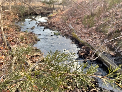 Tract 3 - 48 +/- Acre Recreational Ground near Stockton Lake - image 7