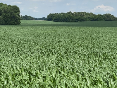 Productive Crop Land For Sale in Simpson County, KY. - image 12