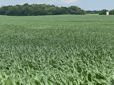 Productive Crop Land For Sale in Simpson County, KY. - image 10