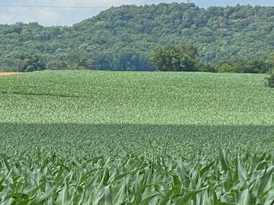 Productive Crop Land For Sale in Simpson County, KY. - image 2