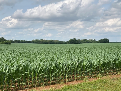 Productive Crop Land For Sale in Simpson County, KY. - image 8