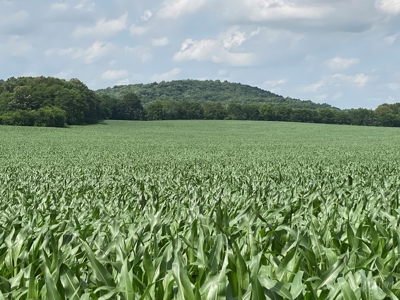 Productive Crop Land For Sale in Simpson County, KY. - image 1