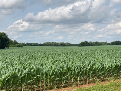 Productive Crop Land For Sale in Simpson County, KY. - image 17
