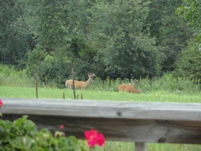 Marquette County WI 190 Acre Real Estate Auction with Home - image 42
