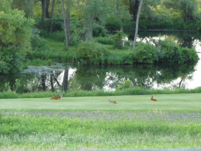Marquette County WI 190 Acre Real Estate Auction with Home - image 39