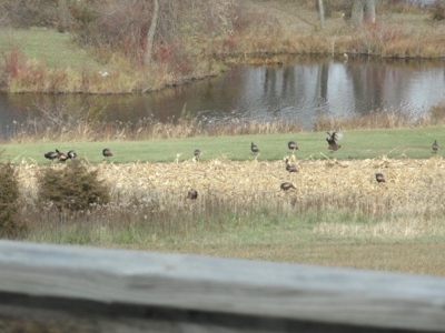 Marquette County WI 190 Acre Real Estate Auction with Home - image 40