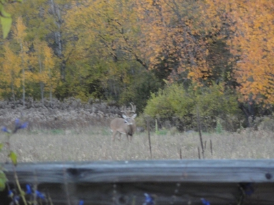 Marquette County WI 190 Acre Real Estate Auction with Home - image 43