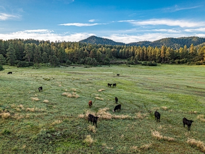 Premier Ranch Property For Auction in Southwestern Colorado - image 4