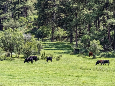 Premier Ranch Property For Auction in Southwestern Colorado - image 50