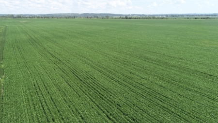 Ray County Missouri Land Auction Tract 1 of 3 - image 8