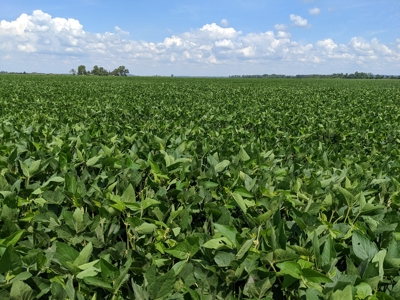 Ray County Missouri Land Auction Tract 1 of 3 - image 3