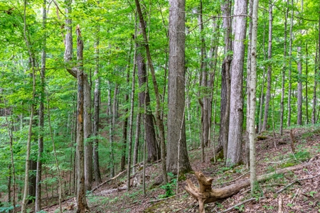 Absolute Auction   Saturday October 29th   Land & Timber - image 1