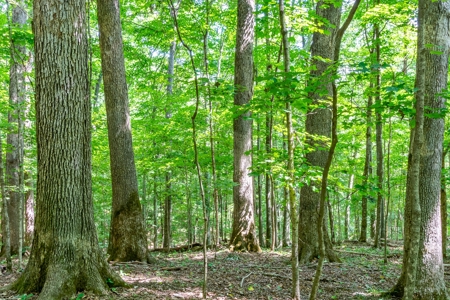 Absolute Auction   Saturday October 29th   Land & Timber - image 7