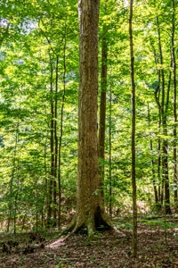 Absolute Auction   Saturday October 29th   Land & Timber - image 8