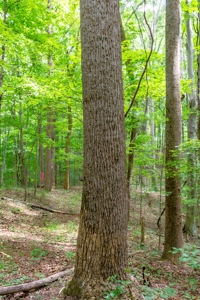 Absolute Auction   Saturday October 29th   Land & Timber - image 3