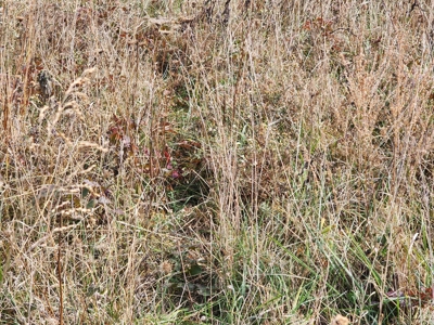 Land For Sale - image 7