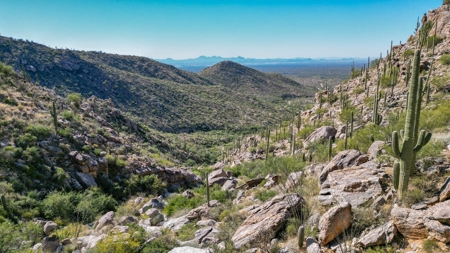 Live Auction, Carpenter Ranch, 434 Acres, Marana, Arizona - image 26