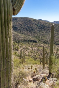 Live Auction, Carpenter Ranch, 434 Acres, Marana, Arizona - image 38