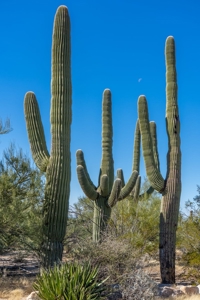 Live Auction, Carpenter Ranch, 434 Acres, Marana, Arizona - image 28