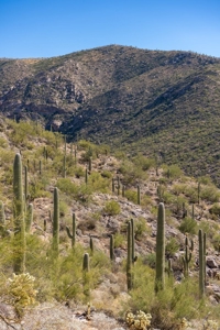 Live Auction, Carpenter Ranch, 434 Acres, Marana, Arizona - image 37