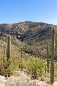 Live Auction, Carpenter Ranch, 434 Acres, Marana, Arizona - image 43
