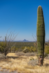 Live Auction, Carpenter Ranch, 434 Acres, Marana, Arizona - image 27