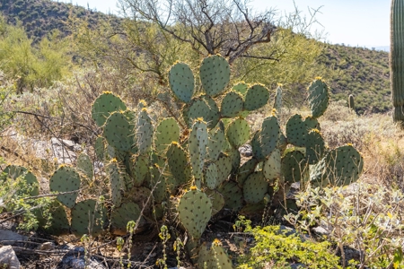Live Auction, Carpenter Ranch, 434 Acres, Marana, Arizona - image 36