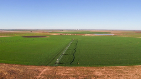 734 Acres In Lamb - Main Residence, Barns, Pens & 2Nd Home - image 6
