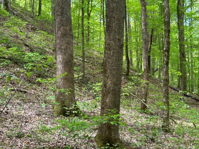 Absolute Auction-Live On-Site-Acreage in Cumberland County - image 11