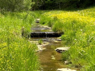 Absolute Auction-Live On-Site-Acreage in Cumberland County - image 6