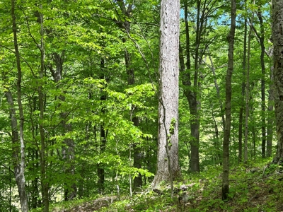 Absolute Auction-Live On-Site-Acreage in Cumberland County - image 18