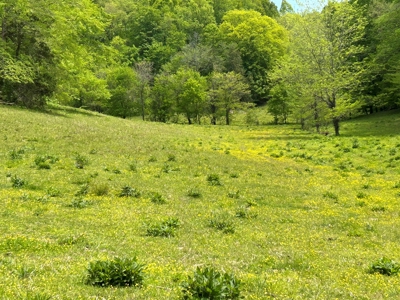 Absolute Auction-Live On-Site-Acreage in Cumberland County - image 16