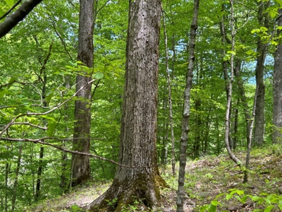 Absolute Auction-Live On-Site-Acreage in Cumberland County - image 17